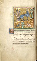 Manticora