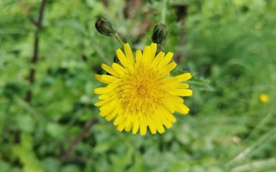 Today’s goal: harvest 300 dandelions on Lopud Island