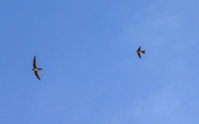 Lopud summer comes with Alpine swifts (čiope)