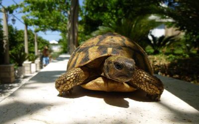 The story of Hermanni tortoises