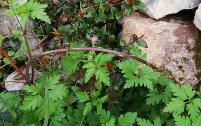 The Addictive Game of Searching for Wild Asparagus on Lopud